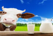 SouthVilleMaelk Fresh Milk Distribution System Expands Into Delhi-NCR farm fresh milk