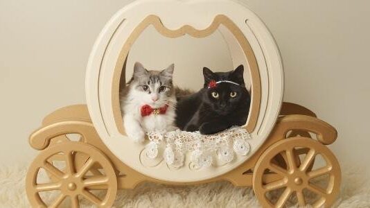 5 Best Cat Carriages For Travel