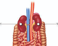 8 Points Which Tell That You Are Qualified For Liver Transplant In India