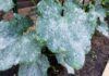 How to Get Rid of Mildew on Plants How to Get Rid of Mildew on Plants