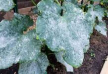 How to Get Rid of Mildew on Plants How to Get Rid of Mildew on Plants