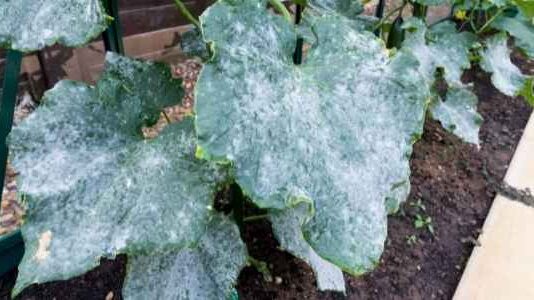 How to Get Rid of Mildew on Plants How to Get Rid of Mildew on Plants