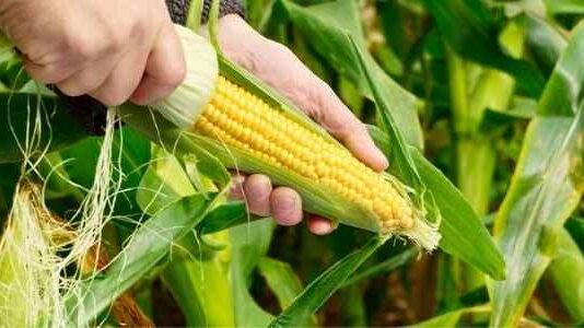 What Are 3 Bad Things About GMOs? What Are 3 Bad Things About GMOs