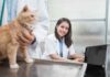 How to Help Your Cat Feel Calm at the Vets How to Help Your Cat Feel Calm at the Vets