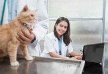 How to Help Your Cat Feel Calm at the Vets How to Help Your Cat Feel Calm at the Vets
