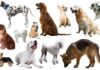 The Eccentric Dog Breeds That Disappeared The Eccentric Dog Breeds That Disappeared