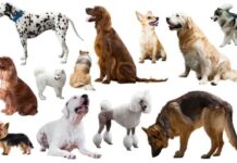 The Eccentric Dog Breeds That Disappeared The Eccentric Dog Breeds That Disappeared