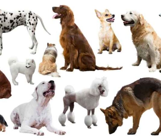 The Eccentric Dog Breeds That Disappeared The Eccentric Dog Breeds That Disappeared