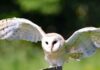 The Different Types of Owls That Are Found in the United States The Different Types of Owls That Are Found in the United States