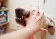 Why Do You Still Feel Pain From A Dog Bite Months Later? Why Do You Still Feel Pain From A Dog Bite Months Later