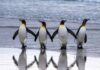 Cute Penguin Names – Attractive and Cute names for Penguins Cute Penguin Names