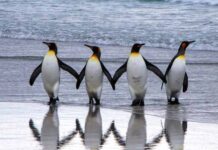 Cute Penguin Names – Attractive and Cute names for Penguins Cute Penguin Names