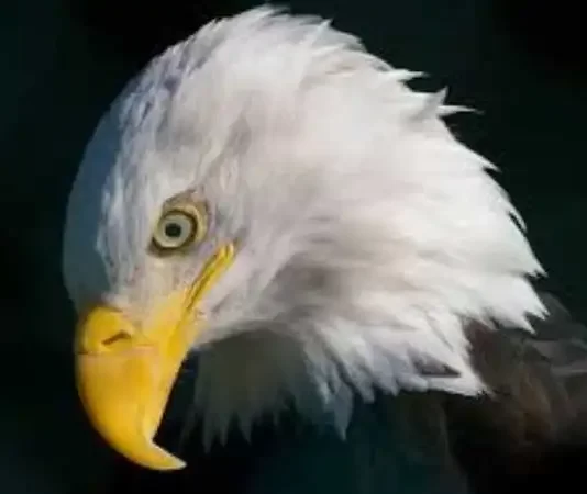 What Are Hancock Birds? An In-Depth Look at Bird Conservation What Are Hancock Birds An In-Depth Look at Bird Conservation