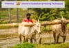What Is Difference Between Primitive And Intensive Subsistence Farming Techniques Primitive Intensive Subsistence Farming Techniques