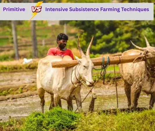 What Is Difference Between Primitive And Intensive Subsistence Farming Techniques Primitive Intensive Subsistence Farming Techniques