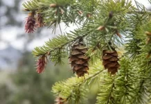 How Long Does It Take For Pine Trees to Grow Pine Trees