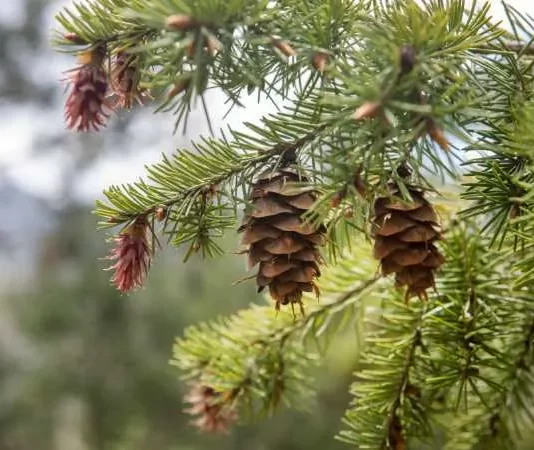 How Long Does It Take For Pine Trees to Grow Pine Trees
