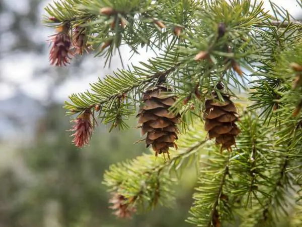 Pine Trees Pine Trees