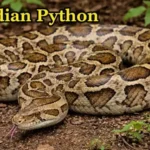 Coiled beauty of the Indian Python