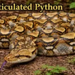Reticulated Python in focus
