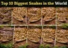 Top 10 Biggest Snakes in the World: The Real Giants! Top 10 biggest snakes in the world